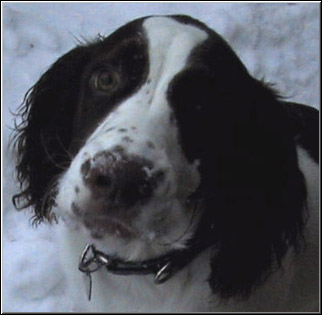 my face in snow but oh so innocent pose